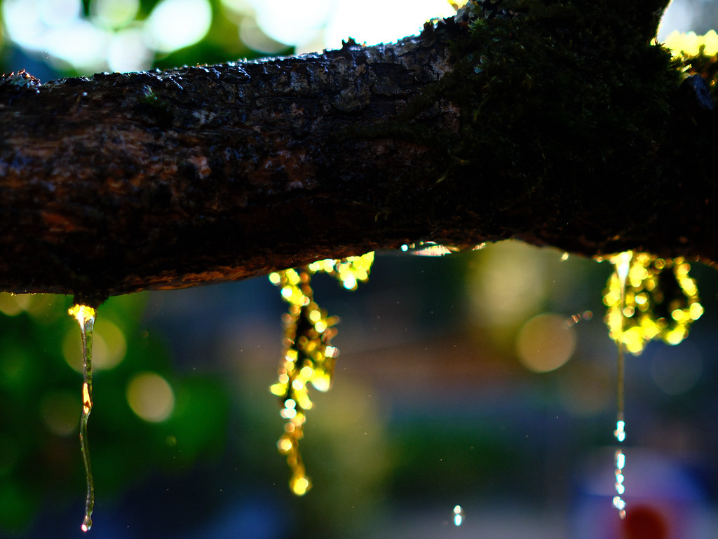 DSCF9528.jpg