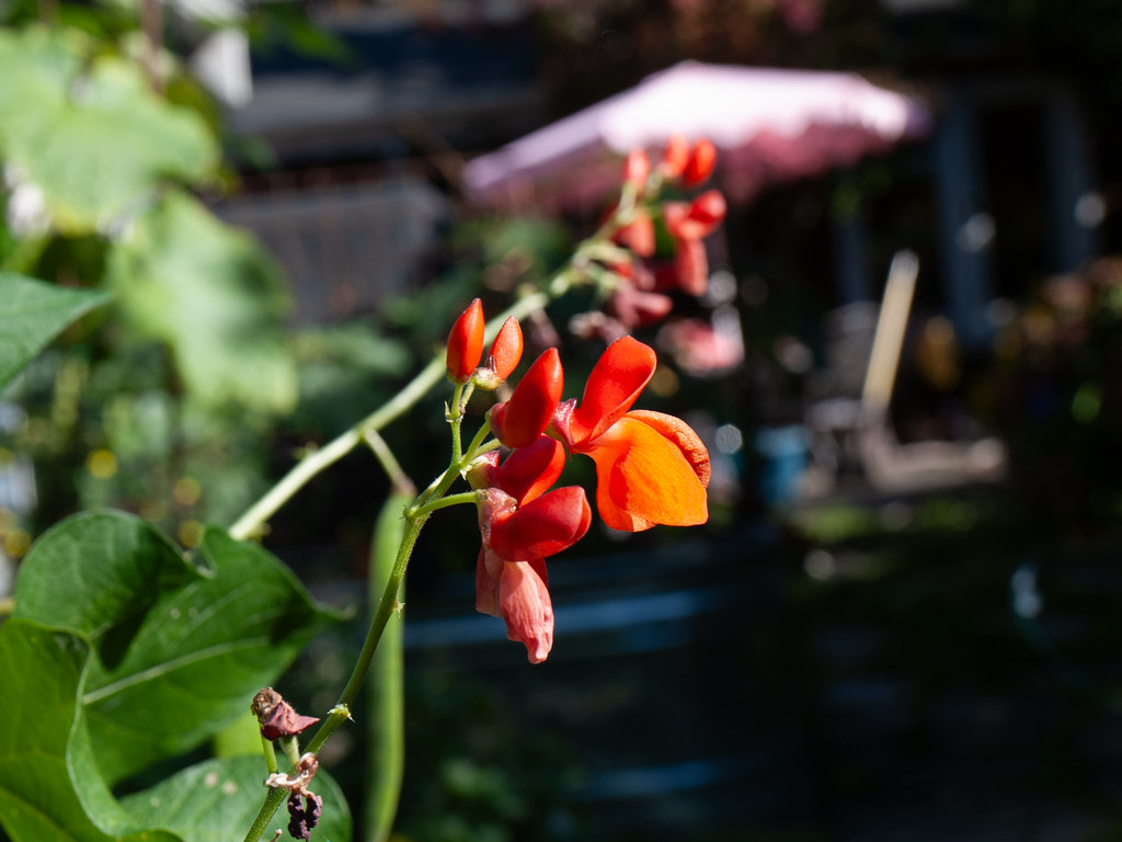 _1030764.jpg