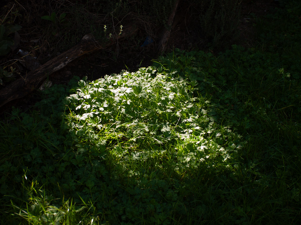_1030776.jpg