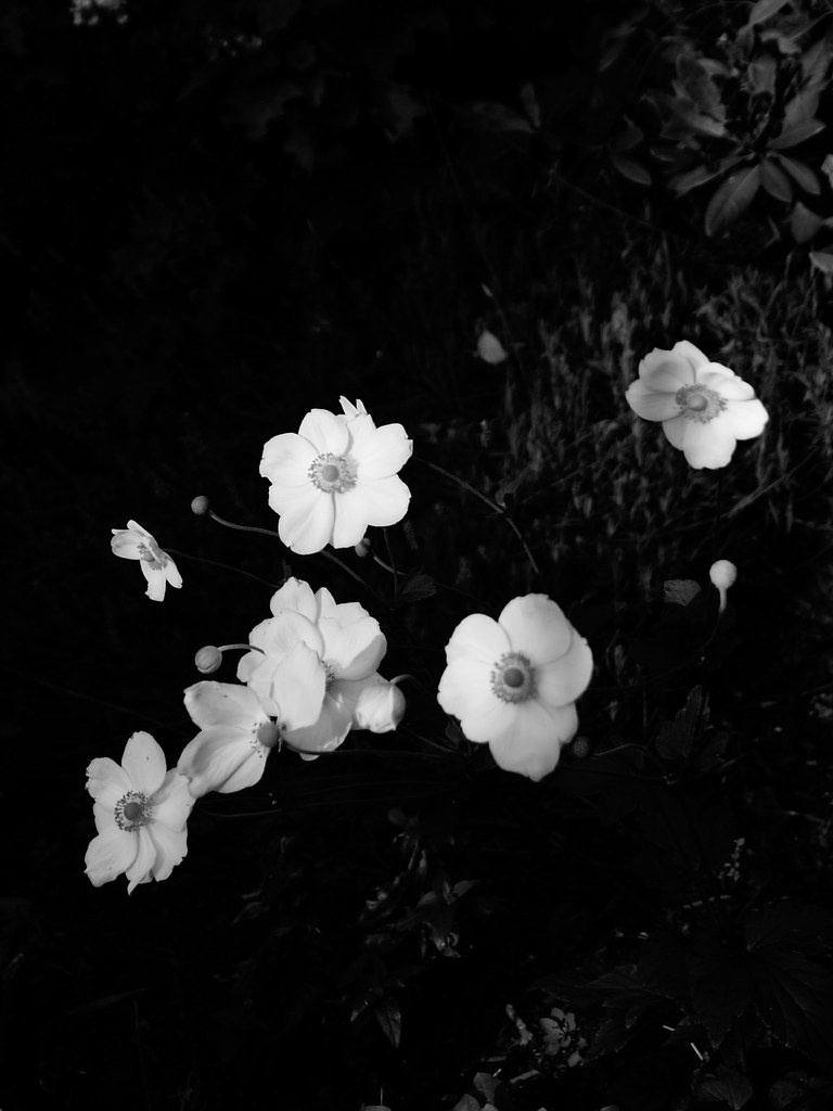 _1030989.jpg
